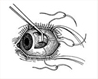 Capsula lenticularis